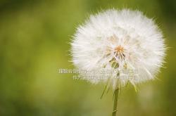 开云体育登录-黑马逆袭！红牛二队战术碾压哈斯防线，塞恩斯一停策略书写关键制胜