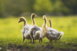 开云体育入口-双响炮，哈斯车队完胜迈凯伦，拉塞尔惊艳四座