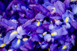 开云sport-赛道上的篮球魂，F1年度争冠焦点战演绎浙江队碾压森林狼的霸气