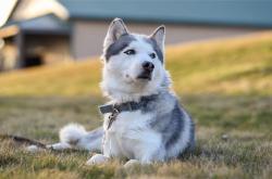 开云sport-巴斯托尼独木难支，巴西铁骑正面碾碎国际米兰防线