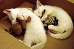 开云体育官网-一万公里外的西决