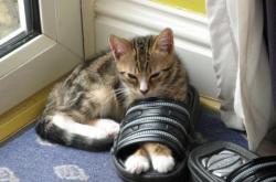 开云体育-穆勒的隐形博弈，从战术镜像看阿尔及利亚如何代行压制比利时