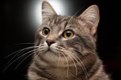 开云体育在线-德罗赞屠刀下的冷焰，凯尔特人用钢铁防守强行掐灭湖人反击