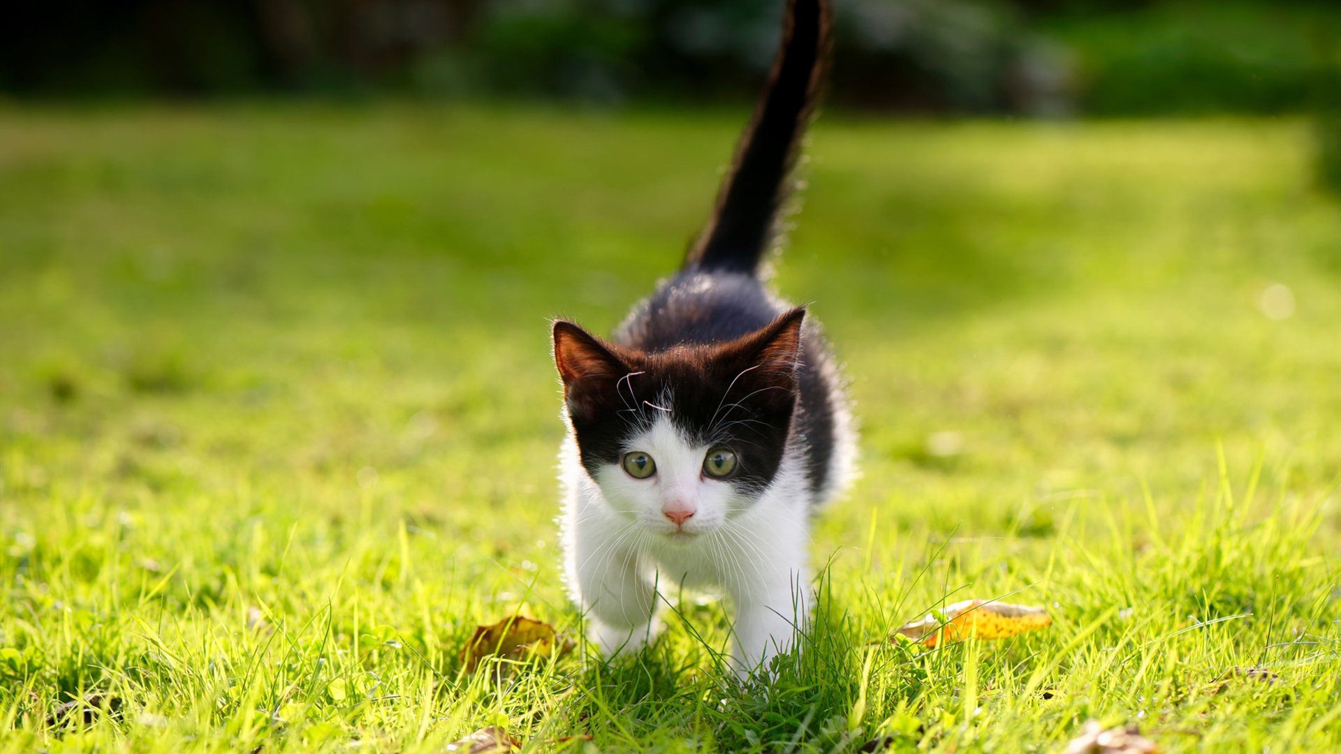 黑色闪电，汉密尔顿率队上演F1史上最戏剧性反向碾压