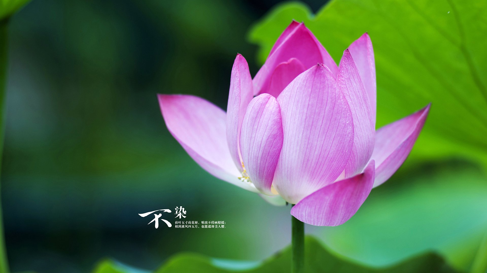 黑色赛车群逆袭，威廉姆斯如何撕碎阿斯顿马丁的银幕童话