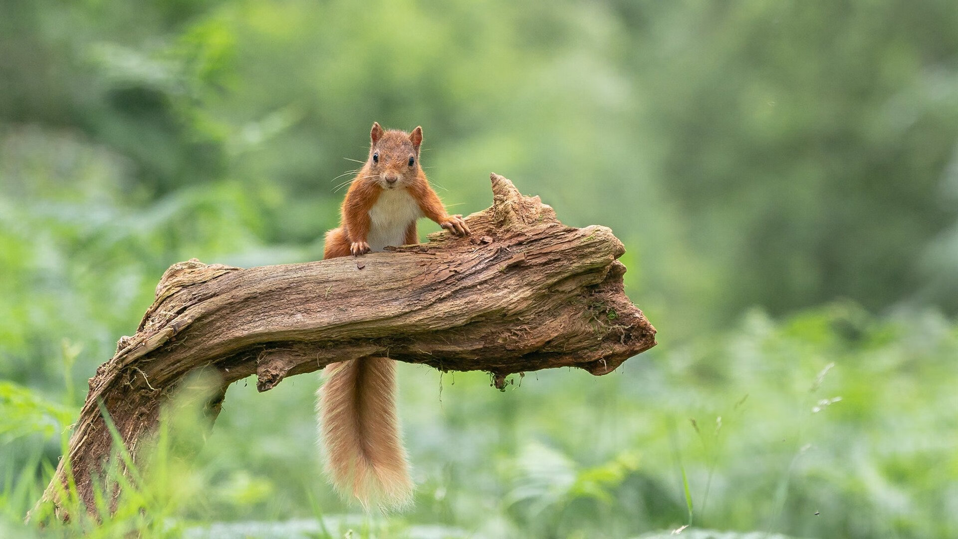 拉沃尔杯的狂欢吞噬墨尔本寂静,兹维列夫的火热状态是网球未来的预言吗?