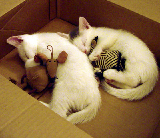 一万公里外的西决