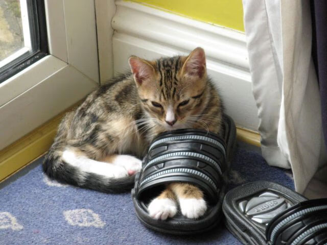 穆勒的隐形博弈,从战术镜像看阿尔及利亚如何代行压制比利时