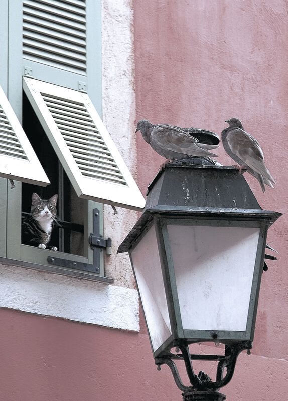 足球世界的双重奇迹，塞内加尔压制巴西，久保建英闪耀欧冠