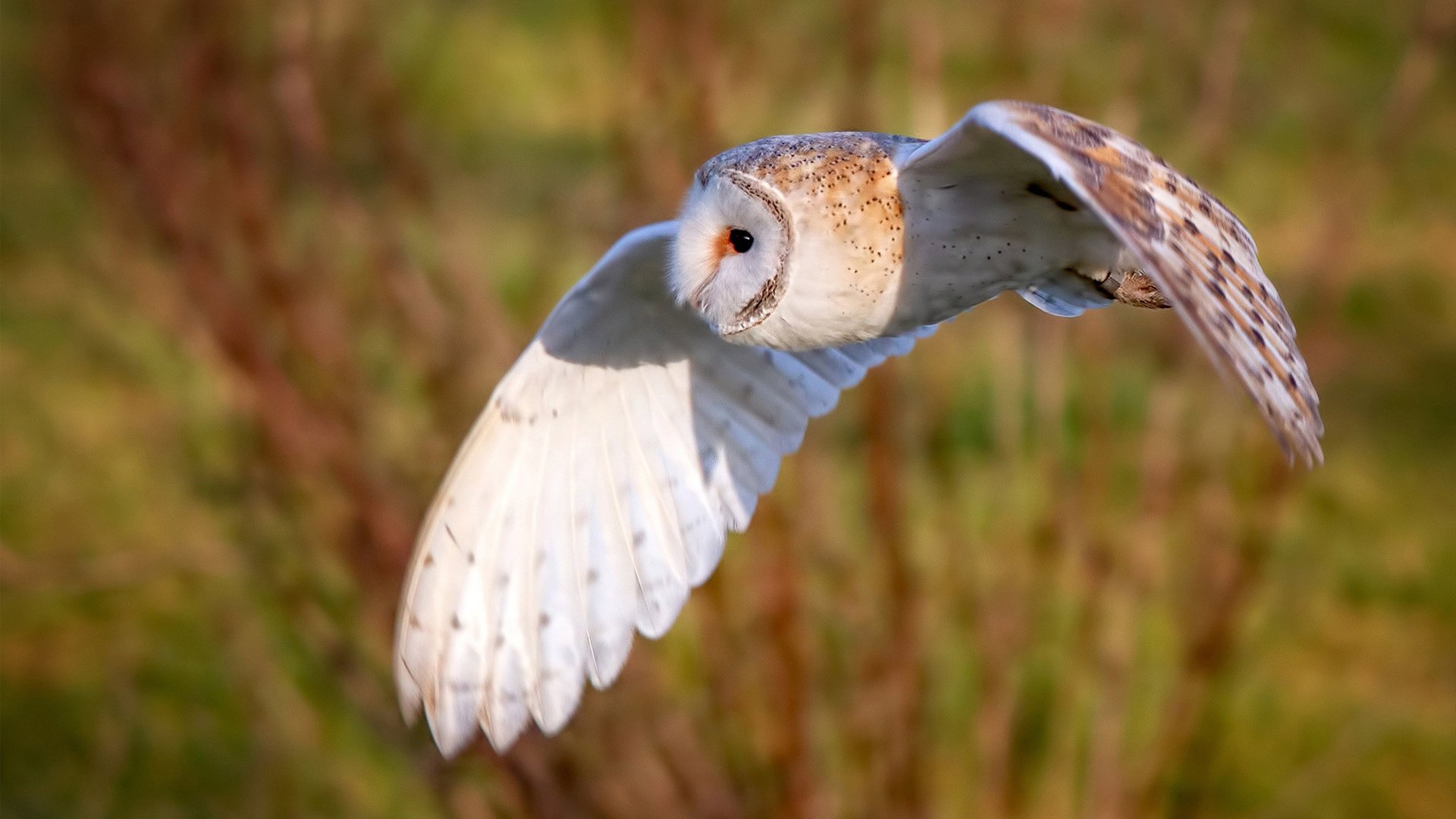 非主流战场的新王者，当收割与接管在同一时间线上共振