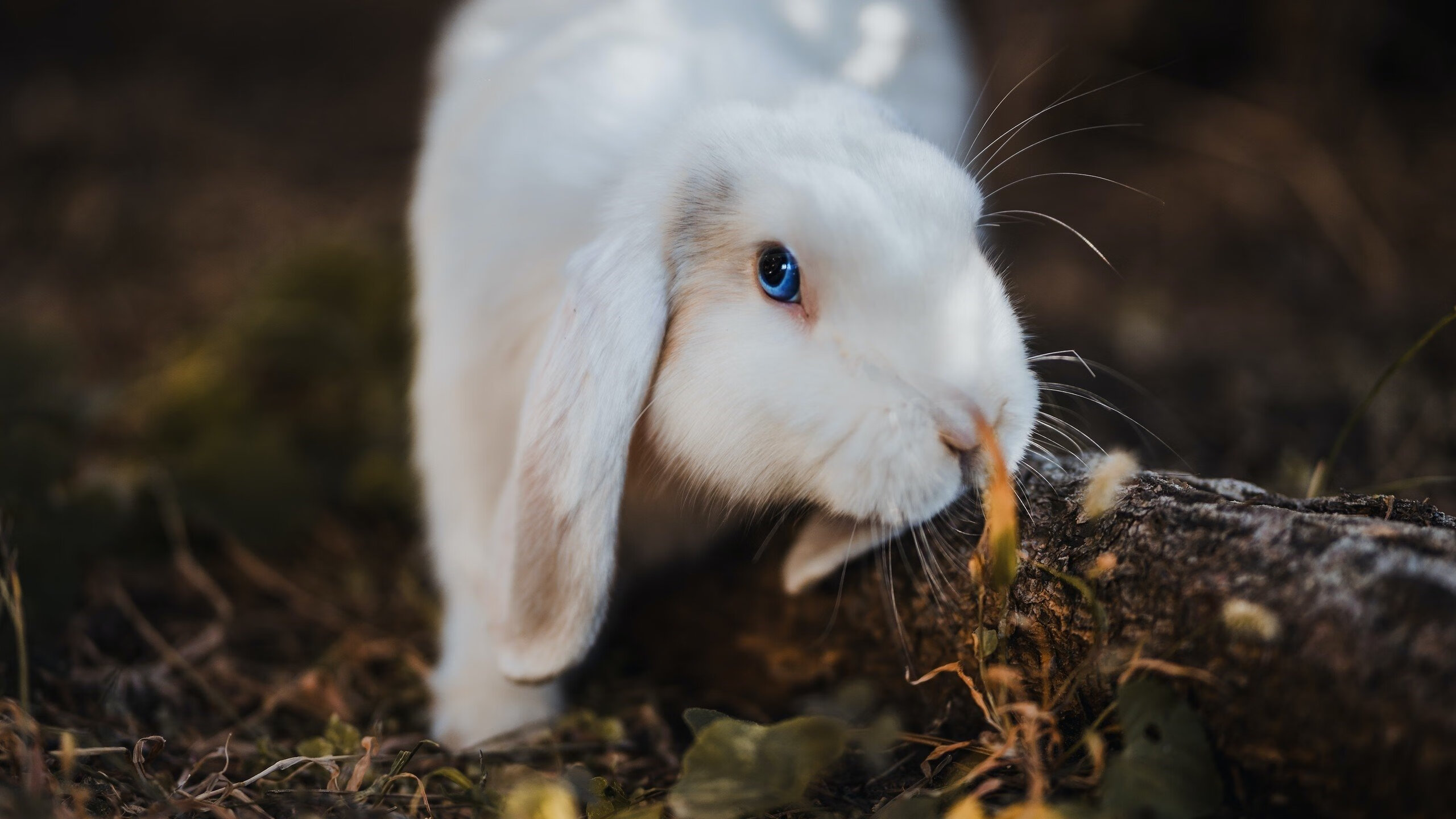孤胆映长白,当吉林队把马刺逼入绝境,布克的六次回答