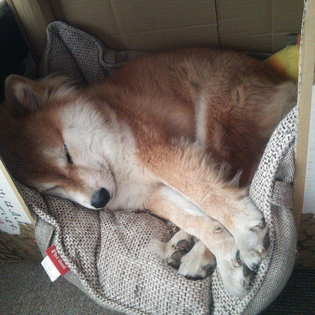 戈贝尔化身稳定器,鹈鹕力克骑士启示录,当基石型球员不掉线