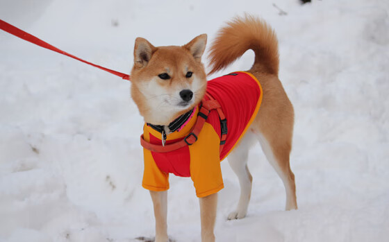 从钻石矿到钻石—孔德的淬火之夜，莱比锡红牛以体系之力粉碎波兰铁骑