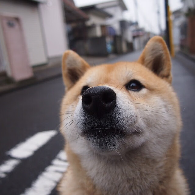 绿茵棋局，当福登的利刃刺穿拜仁的黄昏